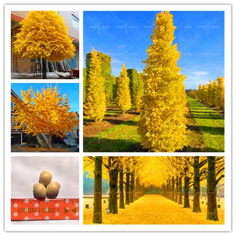 Bonsai Plants 5pcs/bag Ginkgo Biloba Tree Semilla Golden Potted Planting For Home Garden Decoration Supplies Flower Pot