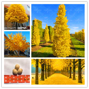 Bonsai Plants 5pcs/bag Ginkgo Biloba Tree Semilla Golden Potted Planting For Home Garden Decoration Supplies Flower Pot