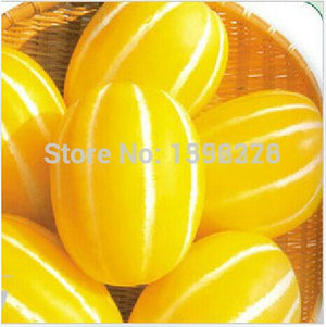 100% organic Golden honey melon fruit semillas