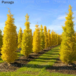 2pcs Bonsai Ginkgo Tree Perennial Bonsai Tree Potted Plant Autumn Golden Yellow leaf for Home garden planting plants